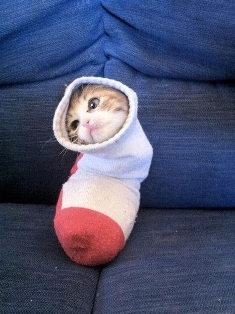 And Of Course That Time That Kitten Got In That Sock And Changed The