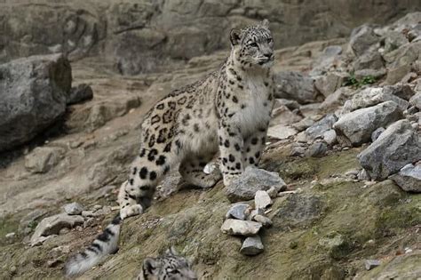 40 Interesting Facts About Snow Leopards Travel News