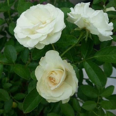 What Is Summer Snow Rose Quora