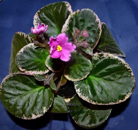 78 Best Images About African Violet Plants Different