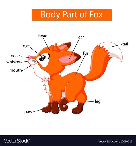 There are those parts located outside (external body parts) and others located inside the body (internal parts of body). Diagram showing body part fox Royalty Free Vector Image