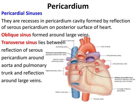 PPT Pericardium Heart PowerPoint Presentation Free Download ID