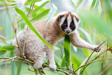 Slow Lorises At High Risk Of Illegal Trade In Japan Report Finds The