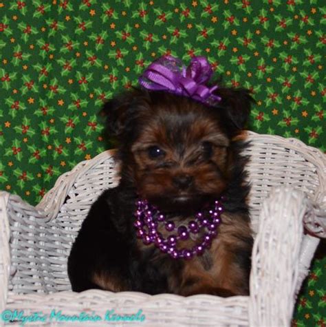 Click here to learn more. puppies for sale Teacup Tiny Yorkies Imperial Shih Tzu ...