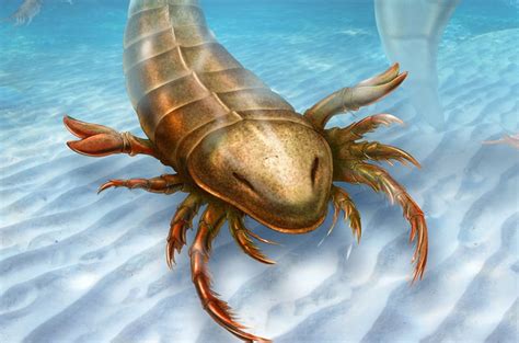 Giant Sea Scorpion Which Prowled Ancient Oceans Revealed • The Register