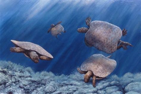 Pictures And Profiles Of Prehistoric Turtles