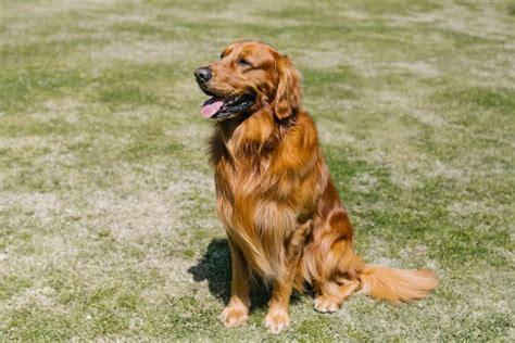 Golden Retriever Dog Breed Characteristics And Care