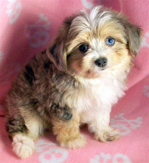 Known for their tendencies to become bored quickly, you can curb this with proper amounts of toys and playtime. Australian Shepherd Poodle Dogs Puppies For Sale Miniature ...