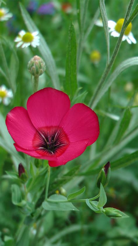 Linum Grandiflorum Rubrum Scarlet Flax Wildflower Seeds Plants