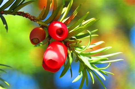 Verwenden sie zudem gartenhandschuhe, wenn sie die eibe schneiden wollen, damit ihre hände geschützt. Eibe schneiden » Ist der Rückschnitt gefährlich? (Taxus ...