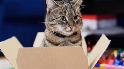 Why Do Cats Like Boxes Petmd