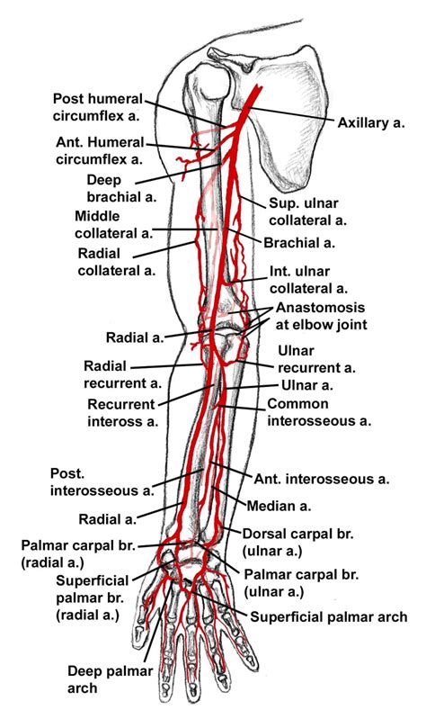 Upper Limb Arteries And Veins