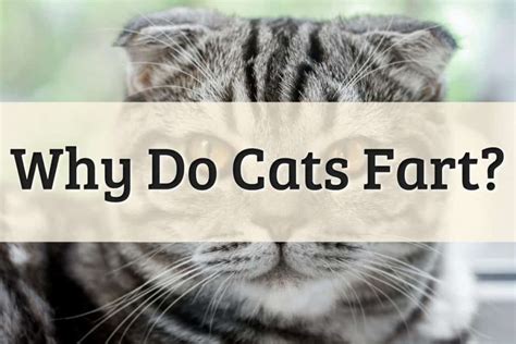 Everything You Need To Know About Cats Farting 2022 Guide