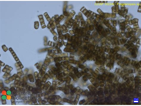 Synedropsis Cf Recta