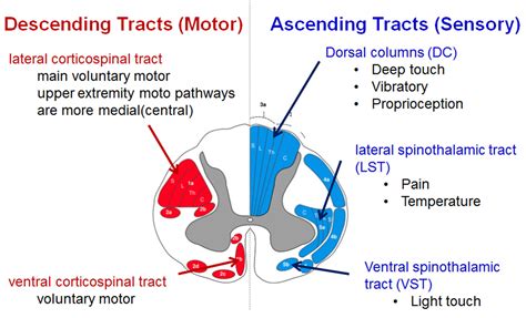 Spinal Cord Monitoring Spine Orthobullets