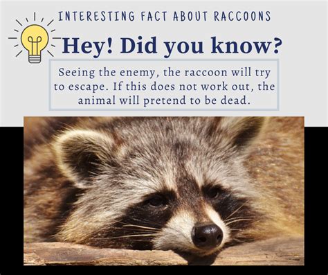 Raccoons Arent They The Cutest But Did You Know That Raccoons Can Be