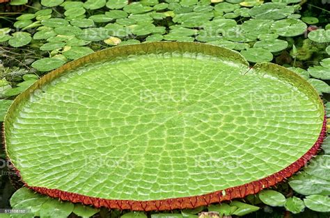 Vittoria regia apartamento a venda centro criciúma. Foto de Vitoria Regia e mais fotos de stock de Amazônia ...