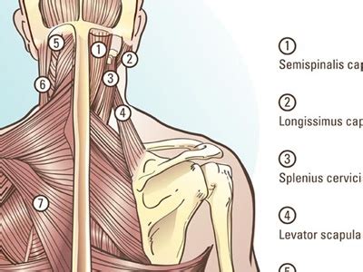 Muscle Anatomy by Tim McEvoy on Dribbble