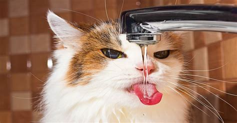Ten Things You Can Do To Help Solve The Water Crisis Funny Cat