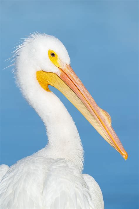 How I Screwed Up The Composite Next Week White Pelicans The North