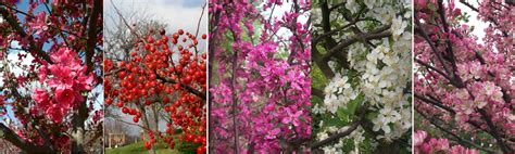 Louisa Weeping Flowering Crabapple Best Flower Site