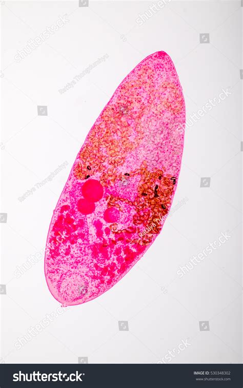 Helminth Parasites Under Microscope View Stock Photo 530348302