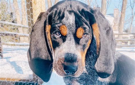 The 15 Cutest Coonhounds Currently Online Pettime