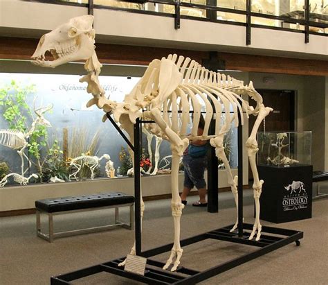 Camel Skeleton Osteology Museum Moore Ok Animal Skeletons Human