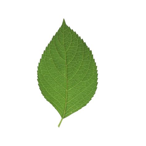 Green Leaf Png Free Image Png All