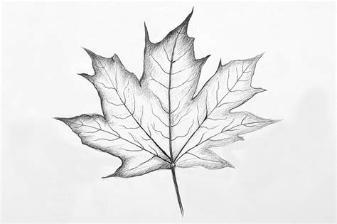 Share 77 Maple Leaf Pencil Sketch Super Hot Vn