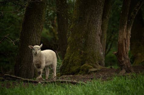 Looking At Viewer Photography Nature Trees Sheep Grass Plants