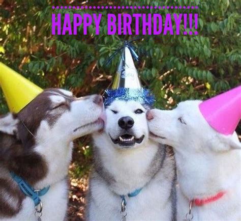 Happy Birthday Smooches Cute Dogs Dog Ages Funny Animals