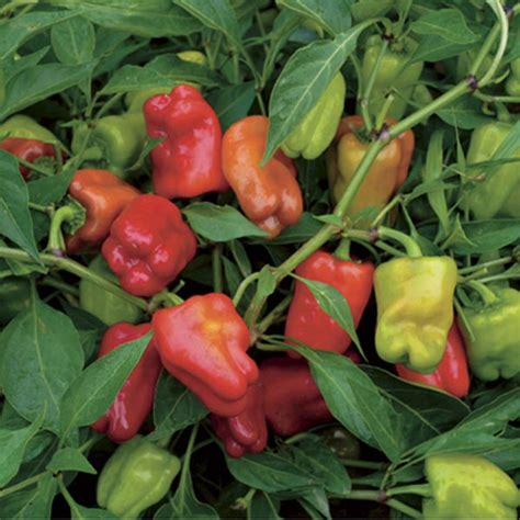 Spicy Bell Pepper Cajun Belle Capsicum Annuum My Garden Life