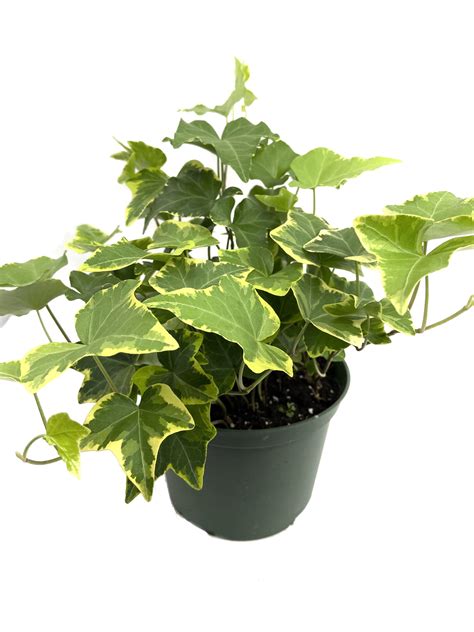 Golden English Ivy Live Plant In A 6 Inch Pot Hedera Helix