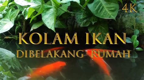 Area belakang rumah merupakan area privasi sehingga privasi anda bisa terjaga ketika. KOLAM IKAN DIBELAKANG RUMAH - YouTube