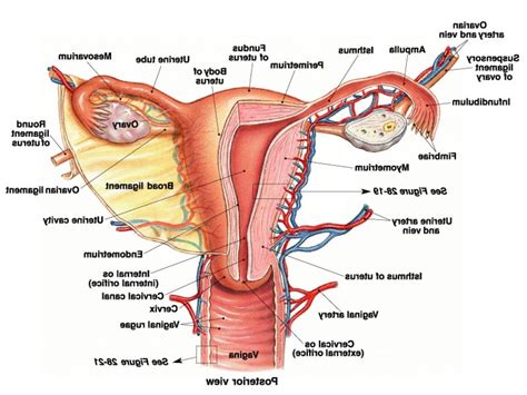 Human Female Reproductive System Diagram Female Anatomy Uterus Diagram
