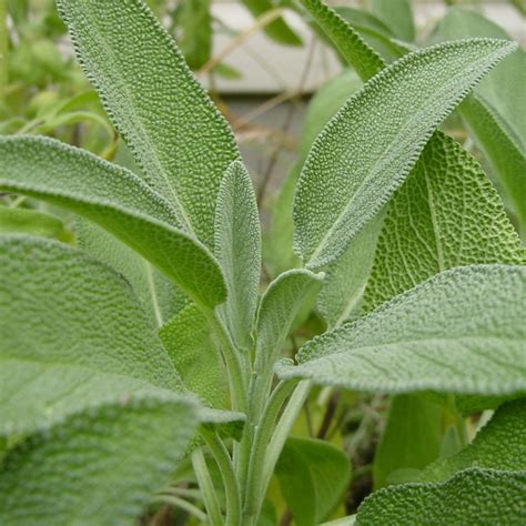 Sage Salvia Officinalis Buy Herb Plants