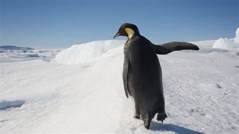 Wallpaper Penguin Snow Walk Antarctica Hd Picture Image