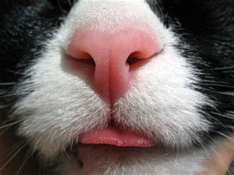 The culprit could be allergies, especially if the sneezes are accompanied by a running nose or watering eyes. Cat Wet Nose: Are Cats Noses Supposed to be Cold and Wet ...