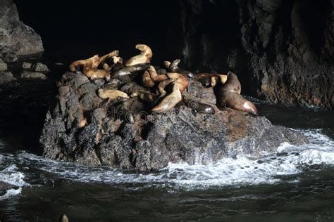 Sea Lion Caves Florence Oregon Usa Stock Photo Image Of Lions