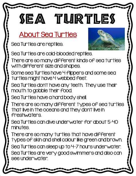 All About Sea Turtles Information Booklet Turtle Information Sea Turtle Information Turtle