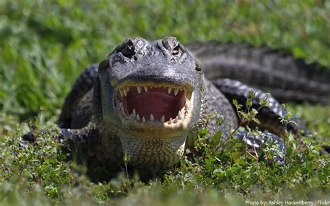 Interesting Facts About Alligators Just Fun Facts