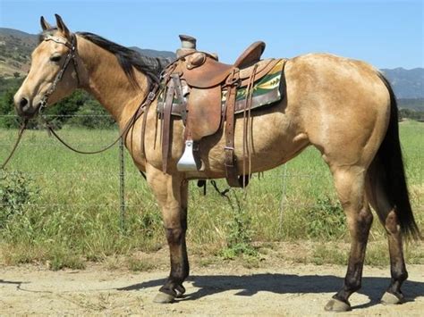 Not yet broke to ride price: Check out this amazing 5 YEAR OLD 14.3 HAND BUCKSKIN MARE Quarter Horse for sale in Oak view ...