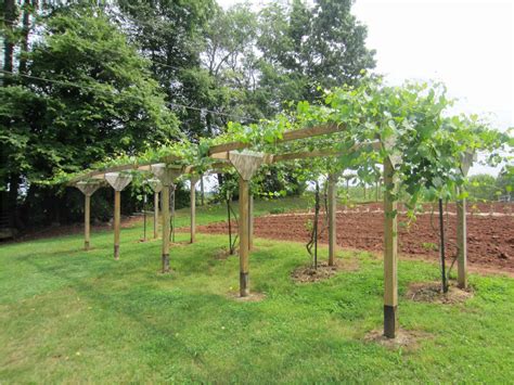 21 Stylish Pergola Vs Arbor Vs Trellis Grape Trellis Grape Vine