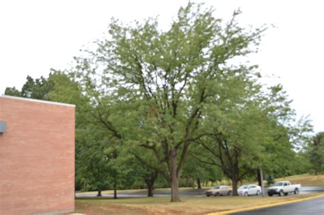 The biggest tree!(: | Big tree, Plants, Tree