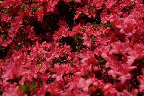 Inside Azalea Bush Flowers Free Nature Pictures By Forestwander