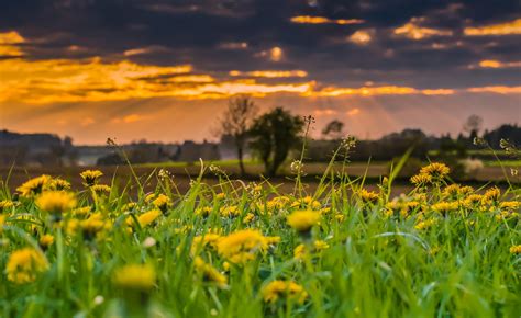 무료 이미지 경치 자연 수평선 구름 하늘 해돋이 일몰 목초지 대초원 햇빛 아침 여름 황혼 녹색 가을 노랑 농업 플로라 평원 야생화