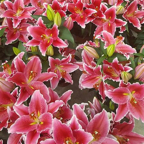Oriental Pot Lily Sunny Grenada