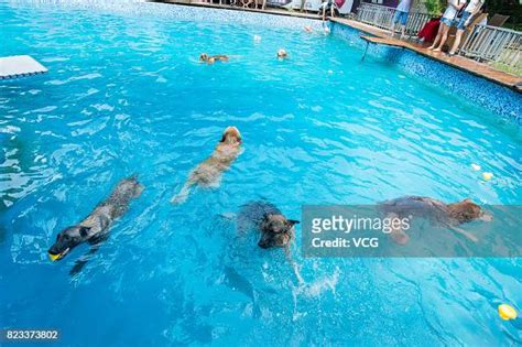 Dogs Swim In Swimming Pool On July 26 2017 In Chengdu Sichuan News
