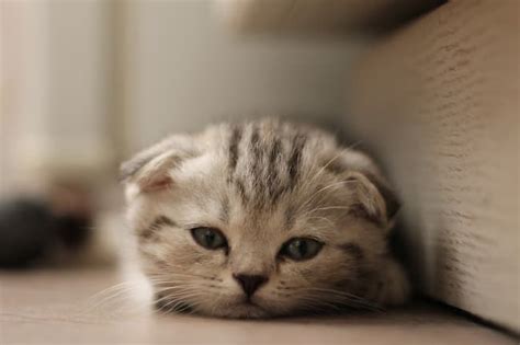 The Scottish Fold Kitten Irresistibly Cute